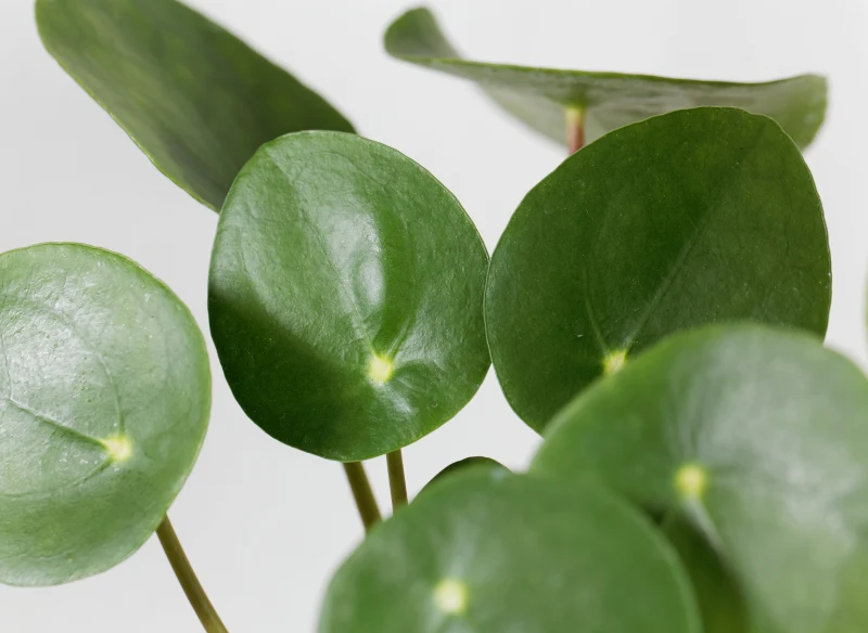 Potoczna nazwa rośliny pochodzi od okrągłych listków