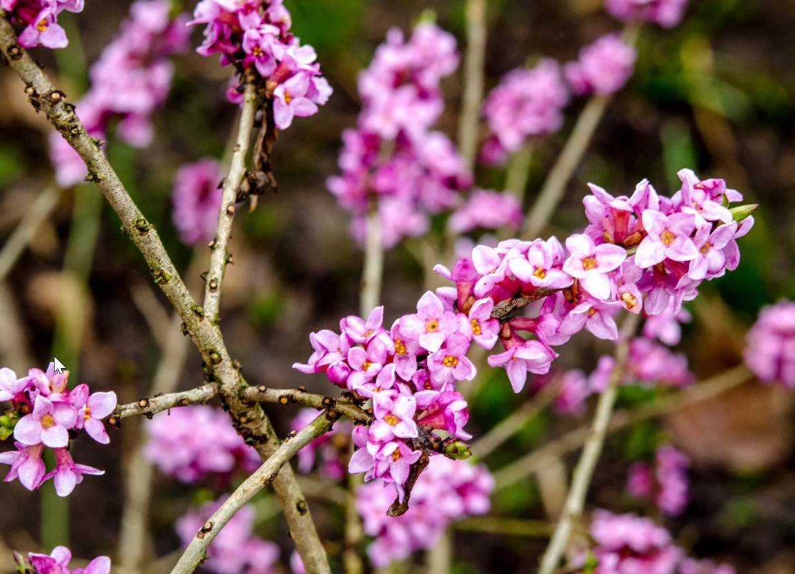 Kwiaty rośliny są białe lub różowe