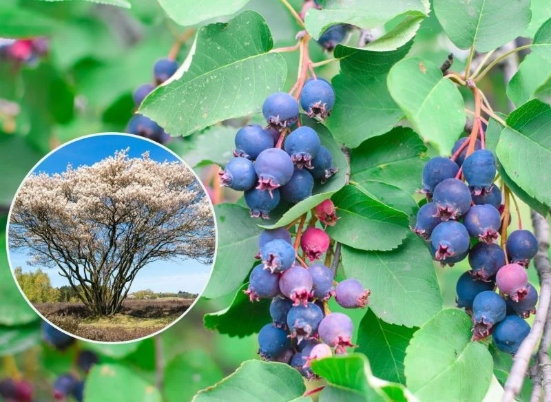 Świdośliwa z czasem osiąga pokaźne rozmiary