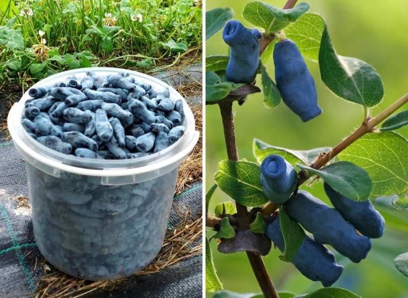 Wyjaśniamy, jakie odmiany jagody kamczackiej będą najlepsze do uprawy amatorskiej