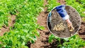 Jak sadzić ziemniaki na działce? Jaki jest najlepszy termin? Podpowiadamy!