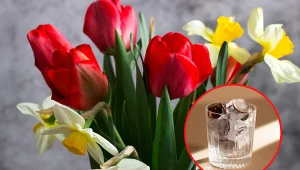 Wyjaśniamy, jak przesłużyć trwałość tulipanów i żonkili w wazonie. Fot. 123RF.com/Unsplash