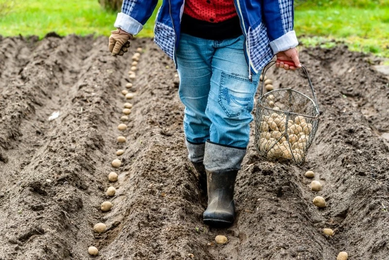 Termin sadzenia ziemniaków zależy głównie od temperatury gleby