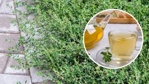 Rdest ptasi znany jest ze swoich właściwości zdrowotnych.