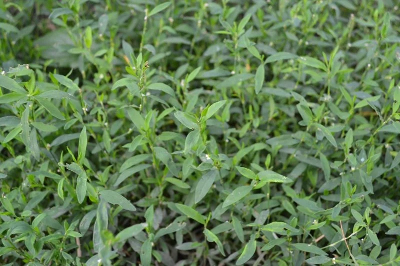 Rdest ptasi można zbierać już od kwietnia