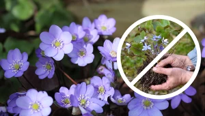 Z przylaszczką należy postępować bardzo ostrożnie.