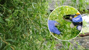 Krzew ozdobny, który jest nie tylko efektowny, ale też prosty w uprawie. Sprawdź, jak dbać o wierzbę mandżurską.