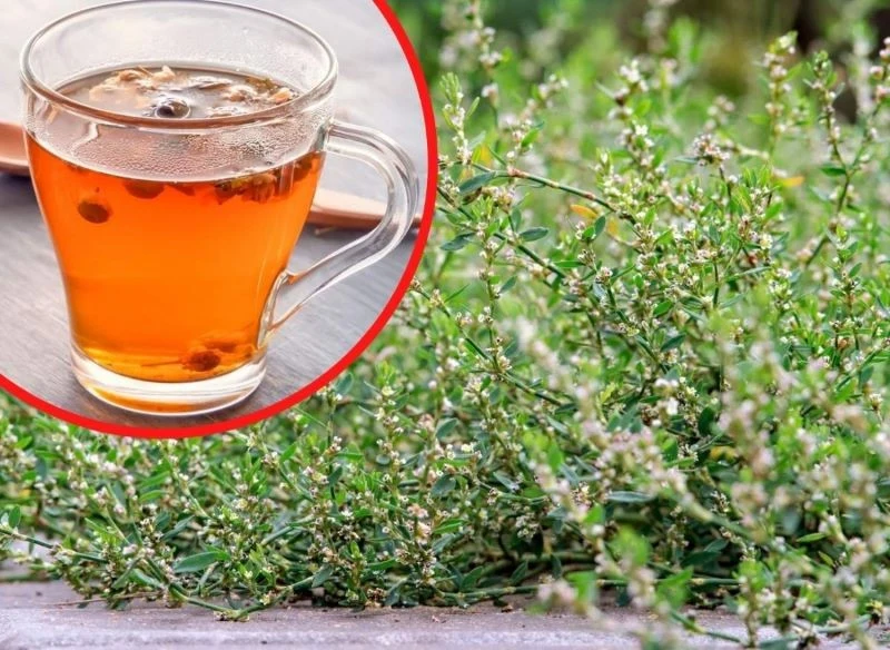 Rdest ptasi posiada udokumentowane właściwości lecznicze