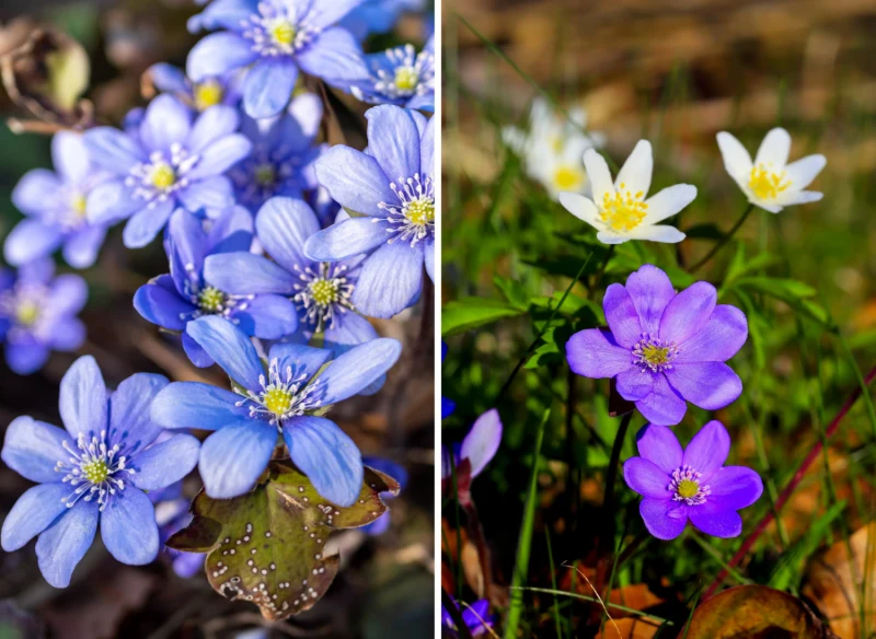 Przylaszczki zaczynają kwitnąć już na przedwiośniu