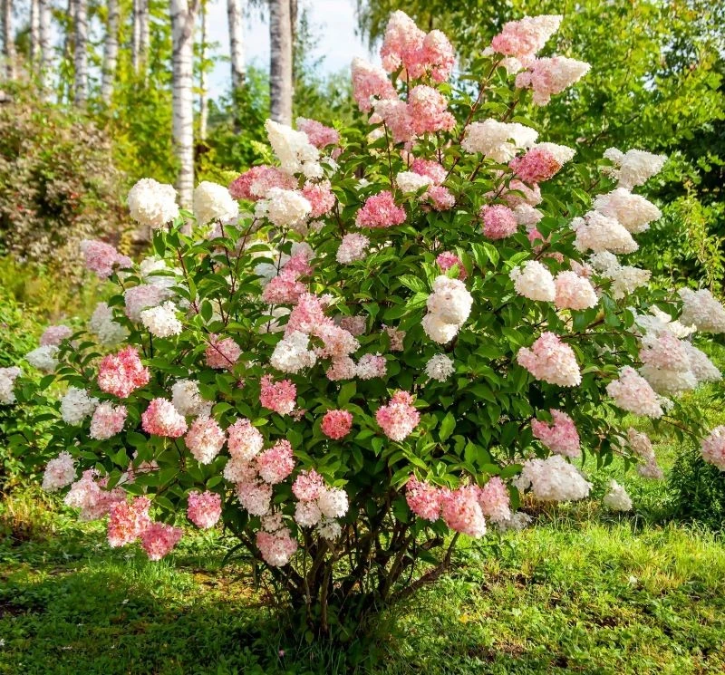 Hortensja bukietowa jest odporna na przemarzanie