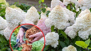 Fot. Wyjaśniamy, jak przycinać hortensję bukietową.