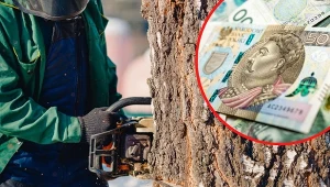 Jakie kary za nielegalną wycinkę drzew lub usunięcie wywrotu bez zgłoszenia? Sprawdź!
