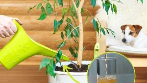Czym podlewać fikusa, by rósł szybko i dorodnie? Wypróbuj tę domową odżywkę.