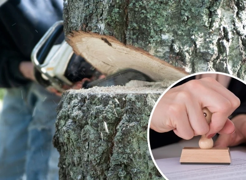 Za nielegalne usunięcie drzewa lub krzewu naliczana jest kara w wysokości dwukrotnej opłaty za usunięcie drzewa lub krzewu