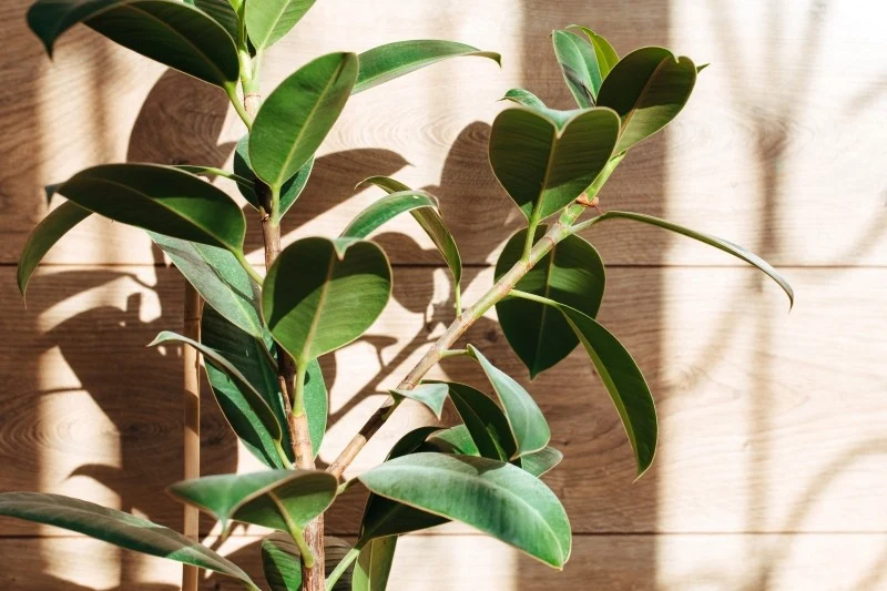 Fikusy lubią rozproszone światło, nie lubią stanowisk w pełnym słońcu