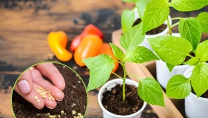 Wzrost cen spowodował, że wiele osób zastanawia się, jak i kiedy wysiewać paprykę.