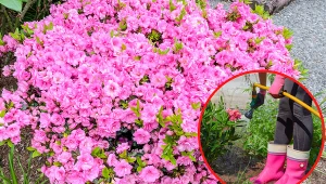 W uprawie azalii japońskiej bardzo ważne jest podlewanie.