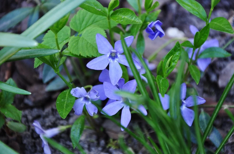 Barwinek to doskonałe rozwiązanie dla zacienionych miejsc