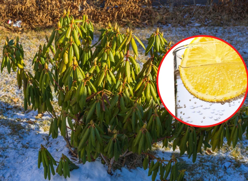 Wyjaśniamy, co zrobić, by uratować rododendrona, który po zimie ma pozwijane liście