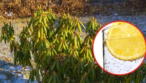 Wyjaśniamy, co zrobić, by uratować rododendrona, który po zimie ma pozwijane liście.