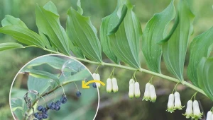 Wybór kokoryczek jest bardzo szeroki, więc z łatwością znajdziesz roślinę, która urozmaici cienisty zakątek w niebanalny sposób.
