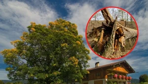 Sprawdź, jakich drzew nie powinno się  sadzić zbyt blisko domu.