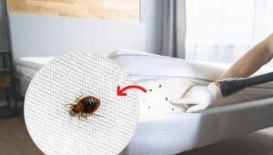 Pluskwy najczęściej sami przynosimy do domu. Przyczepiają się do ubrań czy toreb i w ten sposób trafiają do naszych mieszkań.