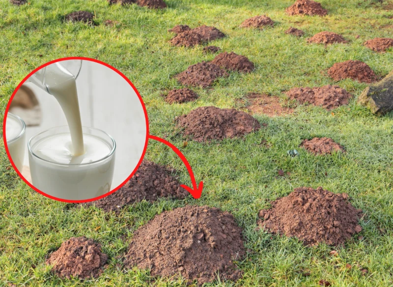 Wyjaśniamy, co odstrasza krety z ogrodu