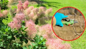 Perukowiec podolski - cięcie i formowanie. Kiedy najlepiej przycinać krzew perukowca?