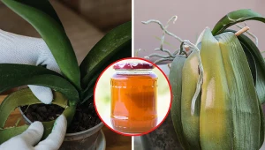 Wyjaśniamy, jak odratować gnijącego storczyka kok po kroku. Fot. 123RF.com/Canva Pro:RomeoLu