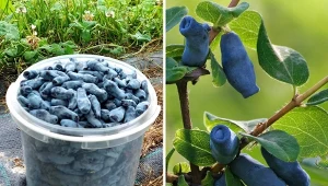 Najsmaczniejsze odmiany jagody kamczackiej. Sprawdź, zanim kupisz i posadzisz