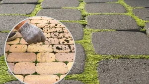 Jak skutecznie usunąć mech z podjazdu, chodnika i schodów - sprawdzone metody.