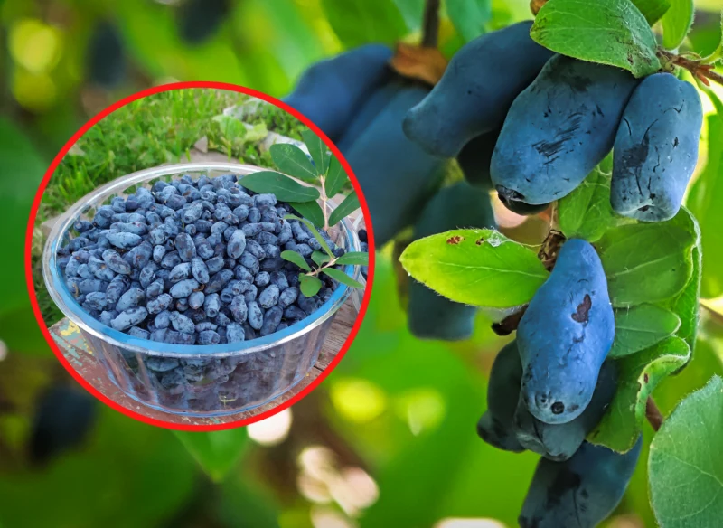 W Polsce uprawie się głównie krajowe i rosyjskie odmiany jagody kamczackiej