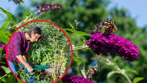 Wyjaśniamy, jak prawidłowo przycinać budleję na wiosnę.