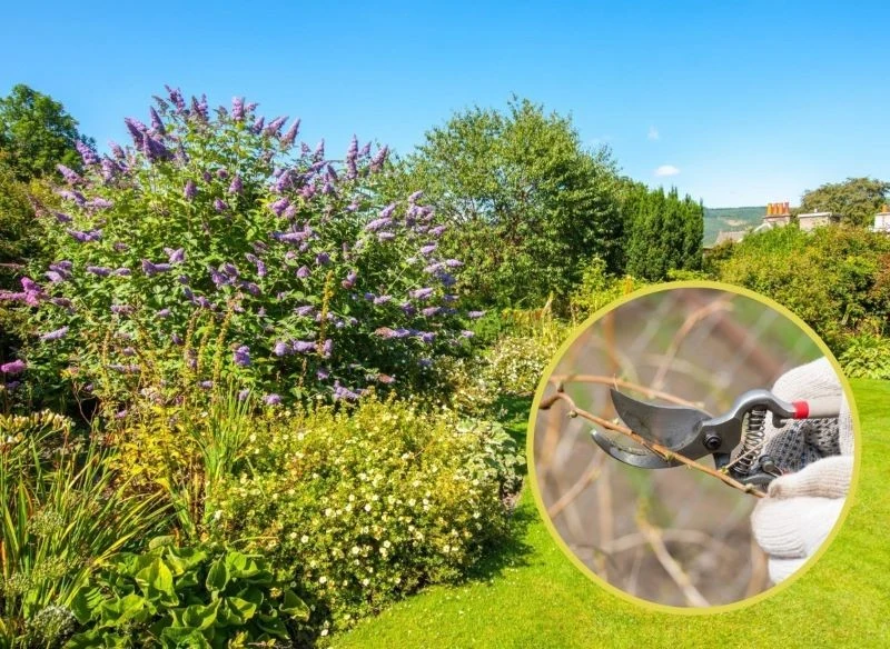 Budleje przycina się wiosną