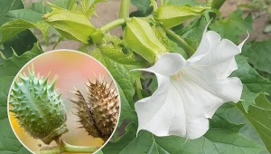 Bieluń dziędzierzawa to roślina jednoroczna, która kwitnie od czerwca do października.