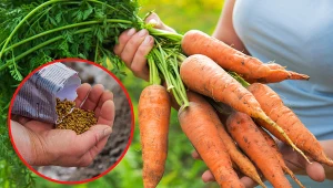 Wyjaśniamy, jakie odmiany marchwi będą najlepsze do uprawy amatorskiej.