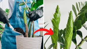 Wyjaśniamy, jaka ziemia i nawóz będą najlepsze dla zamiokulkasa.