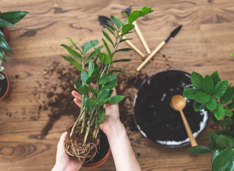 Zamiokulkasa najlepiej sadzić w przepuszczalnym i luźnym podłożu