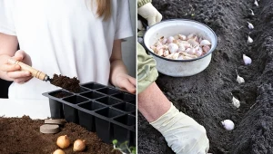 Podpowiadamy, kiedy i jak sadzić cebulę oraz czosnek, aby dobrze się rozwijały.