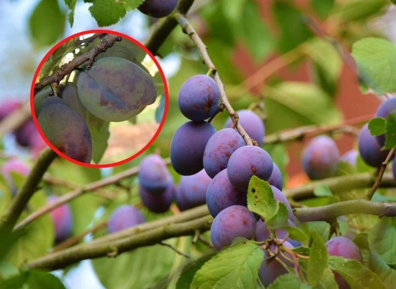 Szarka to groźna choroba śliw wywoływana przez wirusa Plum pox virus