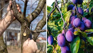 Wyjaśniamy, jak należy przycinać śliwy na wiosnę.