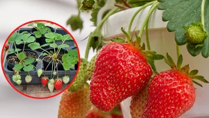 Wyjaśniamy, dlaczego warto posadzić truskawki powtarzające owocowanie.