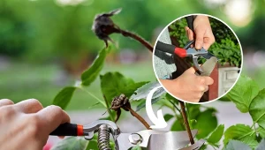 Jak dobrze naostrzyć sekator? Wiosenne prace w ogrodzie to będzie przyjemność