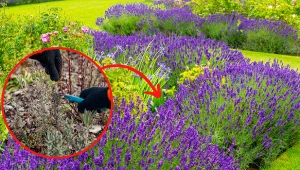 Wyjaśniamy, jak ciąć lawendę po zimie, by latem pięknie kwitła.