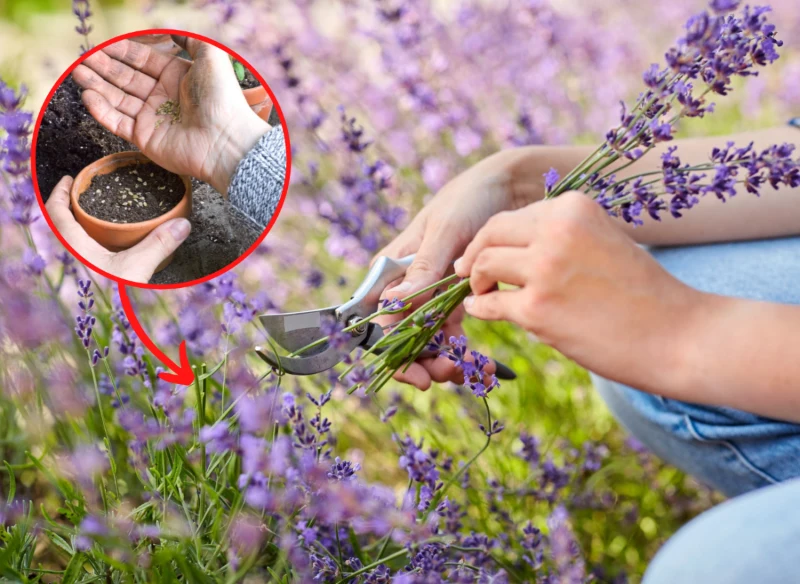 Aby lawenda rozrosła się w ogrodzie, trzeba wcześniej zaplanować stratyfikacje nasion