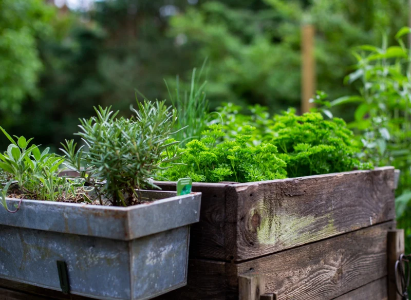 Nie potrzebujesz wielkiego ogrodu, aby założyć warzywnik - wystarczy balkon