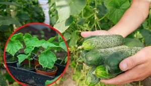 Wyjaśniamy, jakie odmiany ogórków gruntowych warto posadzić w ogórdku warzywnym.