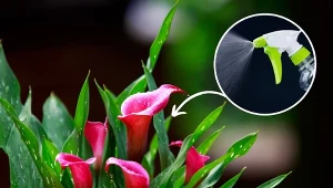 Kalla doniczkowa efektownie kwitnie zimą, ale muszą mieć odpowiednie warunki.