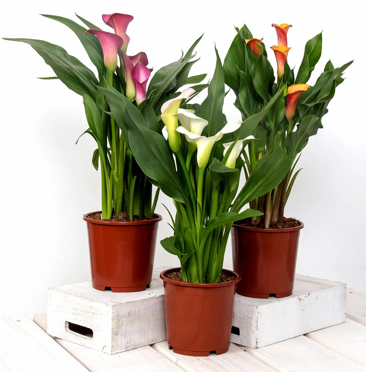 Kalia występuje w wielu różnych kolorach